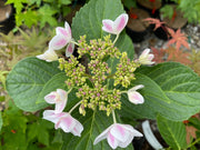 - Hydrangea macrophylla ‘Star Gazer’ Hydrangea - Mr Maple │ Buy Japanese Maple Trees
