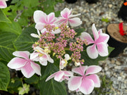 - Hydrangea macrophylla ‘Star Gazer’ Hydrangea - Mr Maple │ Buy Japanese Maple Trees