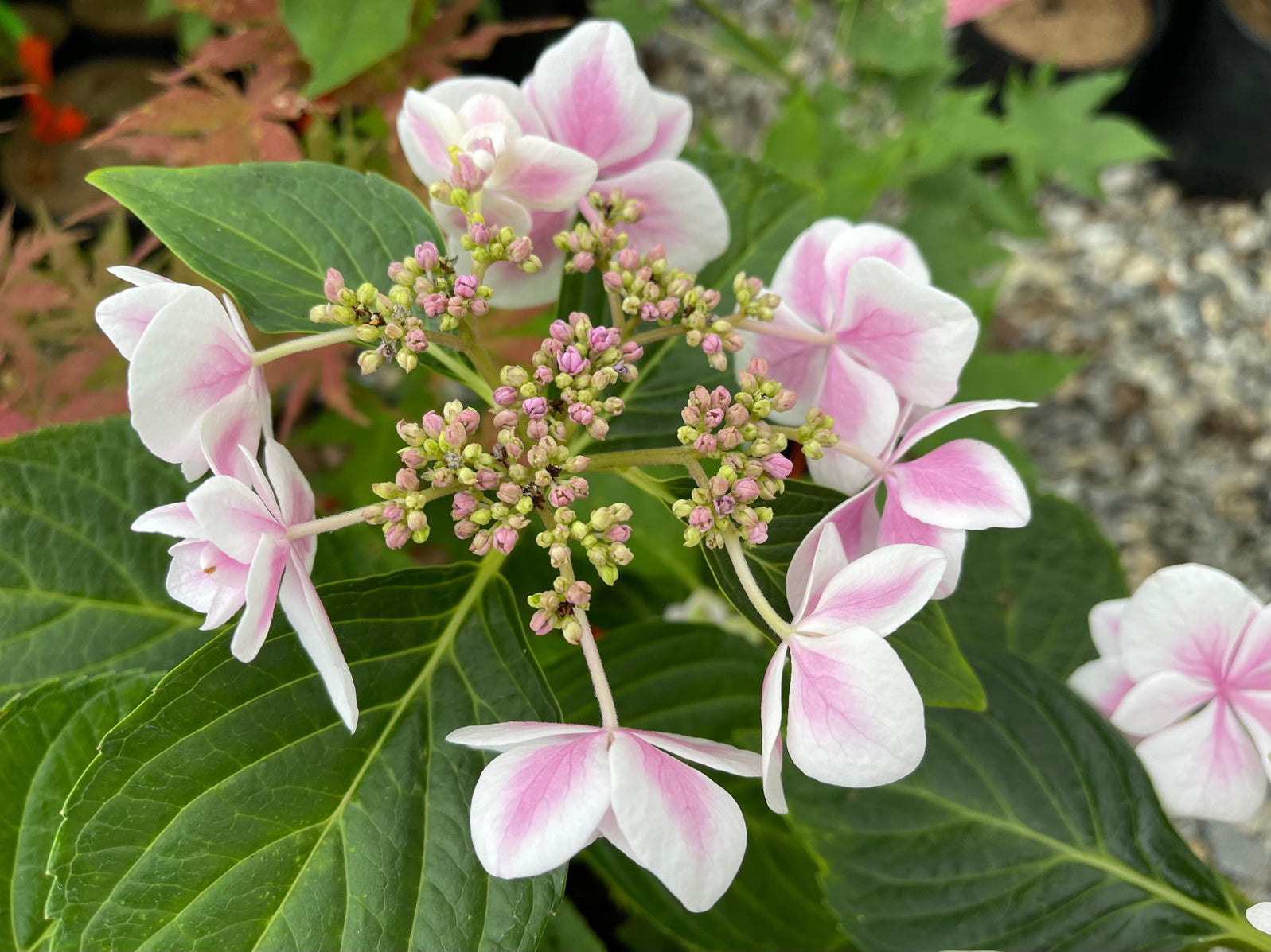 Maple Hydrangea Buy Hydrangea macrophylla ‘Kompeito’ Star Gazer™ Hydrangea — Mr Maple ...