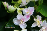 - Hydrangea macrophylla ‘Star Gazer’ Hydrangea - Mr Maple │ Buy Japanese Maple Trees