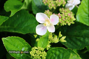 - Hydrangea macrophylla ‘Star Gazer’ Hydrangea - Mr Maple │ Buy Japanese Maple Trees