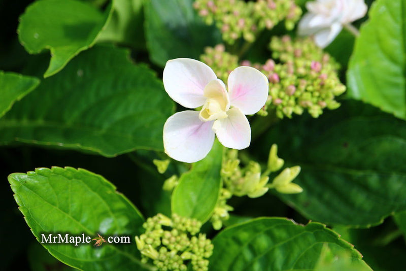 - Hydrangea macrophylla ‘Star Gazer’ Hydrangea - Mr Maple │ Buy Japanese Maple Trees