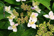 - Hydrangea macrophylla ‘Star Gazer’ Hydrangea - Mr Maple │ Buy Japanese Maple Trees