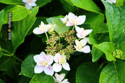 - Hydrangea macrophylla ‘Star Gazer’ Hydrangea - Mr Maple │ Buy Japanese Maple Trees