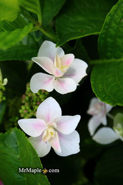 - Hydrangea macrophylla ‘Star Gazer’ Hydrangea - Mr Maple │ Buy Japanese Maple Trees