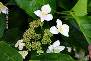 - Hydrangea macrophylla ‘Star Gazer’ Hydrangea - Mr Maple │ Buy Japanese Maple Trees