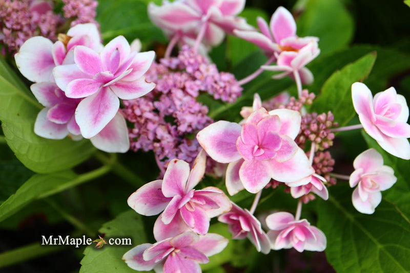 - Hydrangea macrophylla ‘Star Gazer’ Hydrangea - Mr Maple │ Buy Japanese Maple Trees
