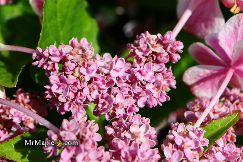 - Hydrangea macrophylla ‘Star Gazer’ Hydrangea - Mr Maple │ Buy Japanese Maple Trees