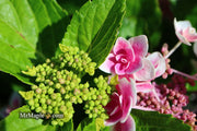 - Hydrangea macrophylla ‘Star Gazer’ Hydrangea - Mr Maple │ Buy Japanese Maple Trees