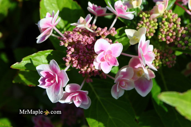 - Hydrangea macrophylla ‘Star Gazer’ Hydrangea - Mr Maple │ Buy Japanese Maple Trees