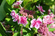 - Hydrangea macrophylla ‘Star Gazer’ Hydrangea - Mr Maple │ Buy Japanese Maple Trees