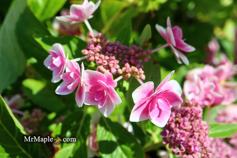 - Hydrangea macrophylla ‘Star Gazer’ Hydrangea - Mr Maple │ Buy Japanese Maple Trees