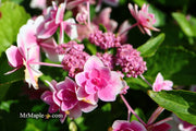 - Hydrangea macrophylla ‘Star Gazer’ Hydrangea - Mr Maple │ Buy Japanese Maple Trees