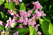 - Hydrangea macrophylla ‘Star Gazer’ Hydrangea - Mr Maple │ Buy Japanese Maple Trees