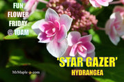 - Hydrangea macrophylla ‘Star Gazer’ Hydrangea - Mr Maple │ Buy Japanese Maple Trees