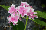 - Hydrangea macrophylla ‘Star Gazer’ Hydrangea - Mr Maple │ Buy Japanese Maple Trees