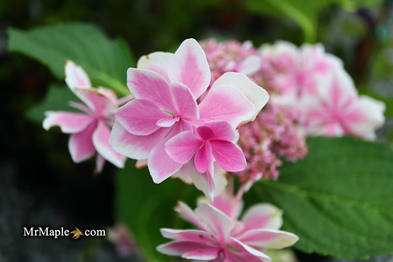 - Hydrangea macrophylla ‘Star Gazer’ Hydrangea - Mr Maple │ Buy Japanese Maple Trees