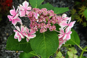 - Hydrangea macrophylla ‘Star Gazer’ Hydrangea - Mr Maple │ Buy Japanese Maple Trees