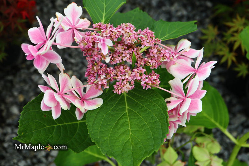 - Hydrangea macrophylla ‘Star Gazer’ Hydrangea - Mr Maple │ Buy Japanese Maple Trees