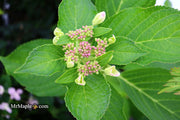 - Hydrangea macrophylla ‘Star Gazer’ Hydrangea - Mr Maple │ Buy Japanese Maple Trees