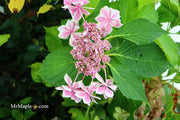 - Hydrangea macrophylla ‘Star Gazer’ Hydrangea - Mr Maple │ Buy Japanese Maple Trees