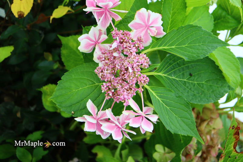 - Hydrangea macrophylla ‘Star Gazer’ Hydrangea - Mr Maple │ Buy Japanese Maple Trees