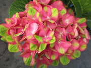 - Hydrangea macrophylla 'Tilt-A-Swirl’ Hydrangea - Mr Maple │ Buy Japanese Maple Trees