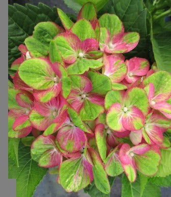 - Hydrangea macrophylla 'Tilt-A-Swirl’ Hydrangea - Mr Maple │ Buy Japanese Maple Trees