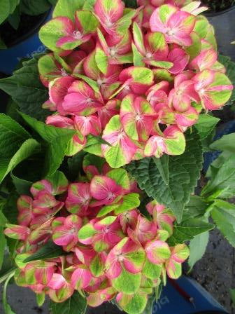 - Hydrangea macrophylla 'Tilt-A-Swirl’ Hydrangea - Mr Maple │ Buy Japanese Maple Trees