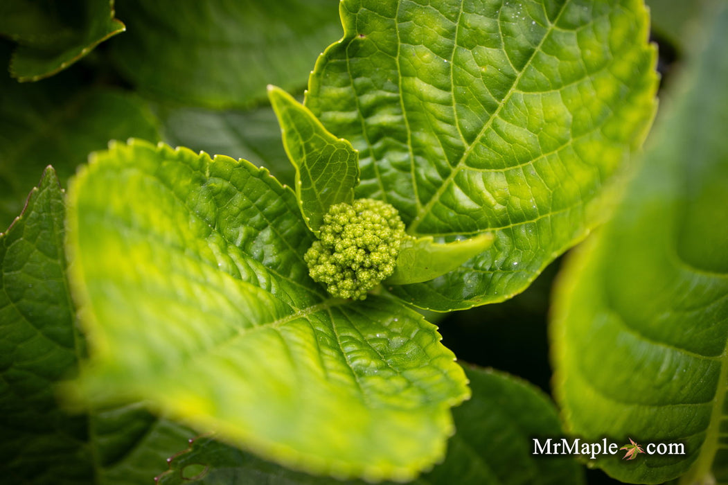Maple Hydrangea Hydrangea macrophylla 'Tinkerbell’ Hydrangea — Mr Maple │ Buy Japanese ...
