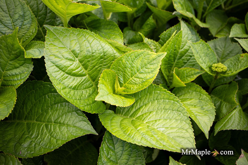 Maple Hydrangea Hydrangea macrophylla 'Tinkerbell’ Hydrangea — Mr Maple │ Buy Japanese ...