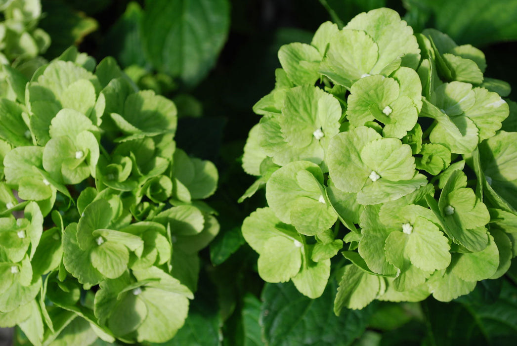 Hydrangea macrophylla 'Turtle Toes’ Hydrangea — Mr Maple │ Buy Japanese ...