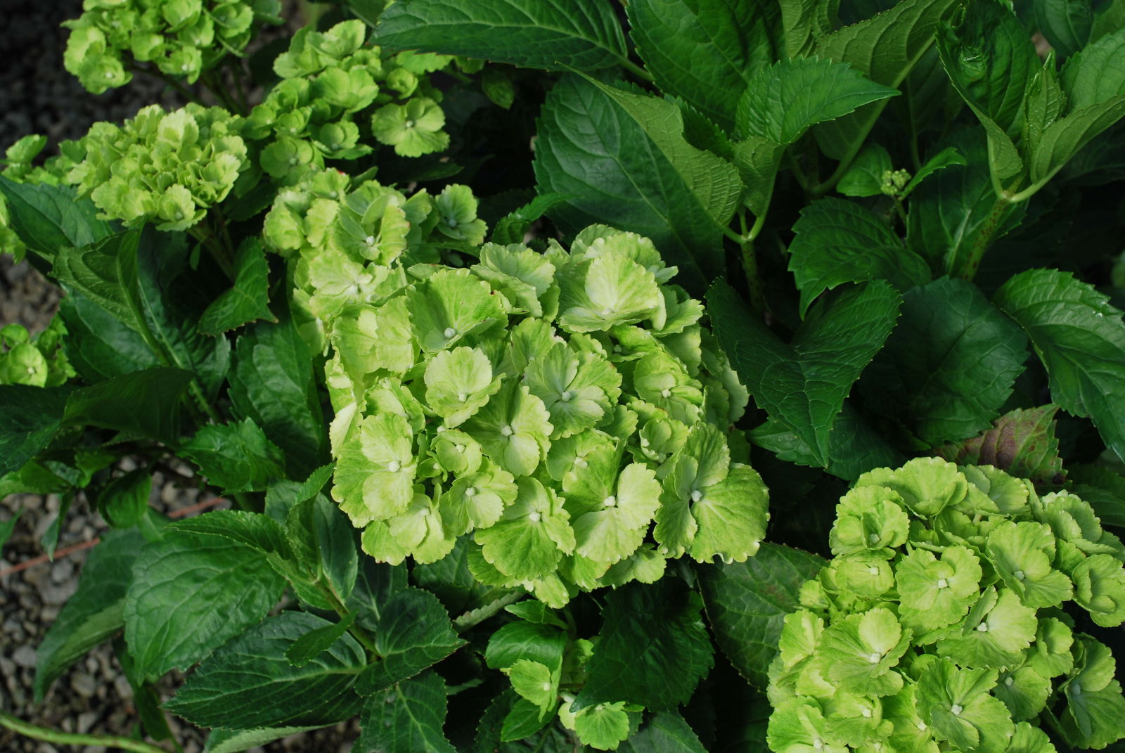 Hydrangea macrophylla 'Turtle Toes’ Hydrangea — Mr Maple │ Buy Japanese ...