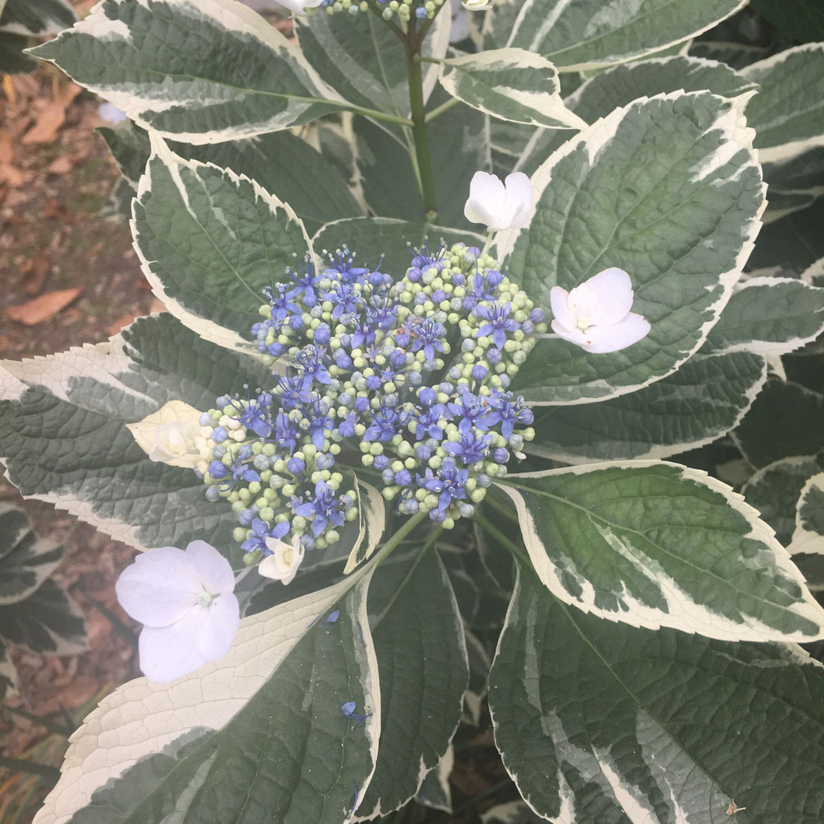 hydrangea variegata Buy Hydrangea macrophylla 'Variegata' Variegated Lacecap Hydrangea — Mr  Maple │ Buy Japanese Maple Trees