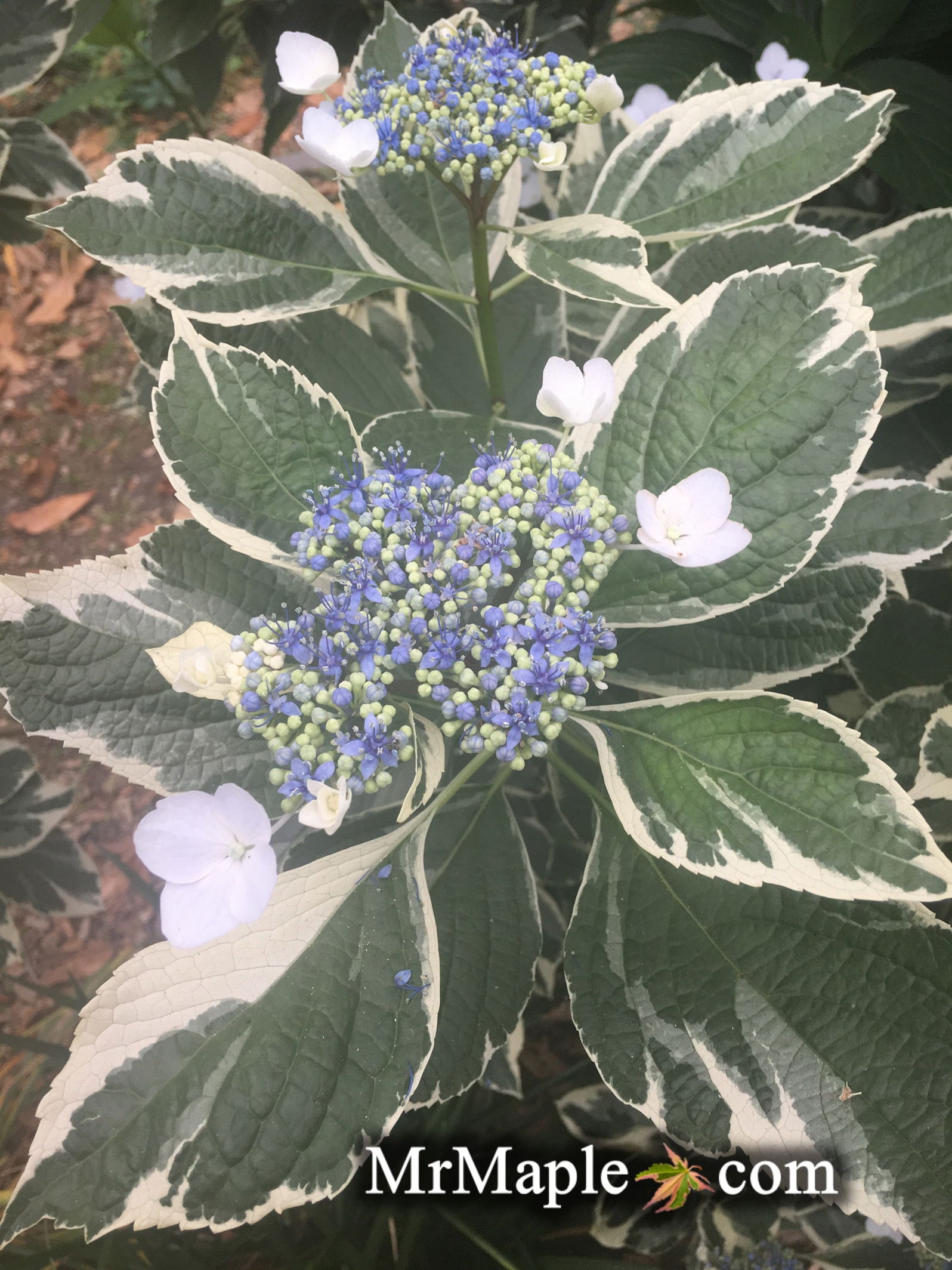 Maple Hydrangea Buy Hydrangea macrophylla 'Variegata' Variegated Lacecap Hydrangea — Mr ...