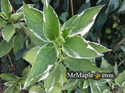 - Hydrangea macrophylla 'Variegata' Variegated Lacecap Hydrangea - Mr Maple │ Buy Japanese Maple Trees