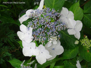 - Hydrangea macrophylla 'Vetchii’ Hydrangea - Mr Maple │ Buy Japanese Maple Trees