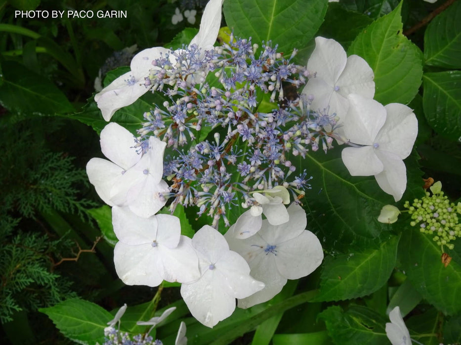 Maple Hydrangea Hydrangea macrophylla 'Vetchii’ Hydrangea — Mr Maple │ Buy Japanese ...