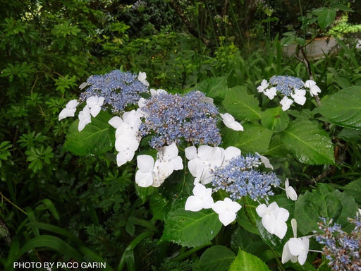 - Hydrangea macrophylla 'Vetchii’ Hydrangea - Mr Maple │ Buy Japanese Maple Trees