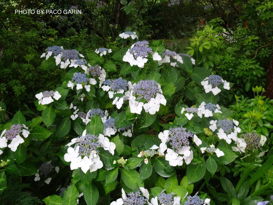 Maple Hydrangea Hydrangea macrophylla 'Vetchii’ Hydrangea — Mr Maple │ Buy Japanese ...