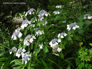 - Hydrangea macrophylla 'Vetchii’ Hydrangea - Mr Maple │ Buy Japanese Maple Trees