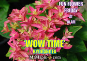 - Hydrangea macrophylla 'Wow Time’ Hydrangea - Mr Maple │ Buy Japanese Maple Trees