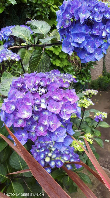 - Hydrangea macrophylla ‘Zorro’ Black Stem Hydrangea - Mr Maple │ Buy Japanese Maple Trees