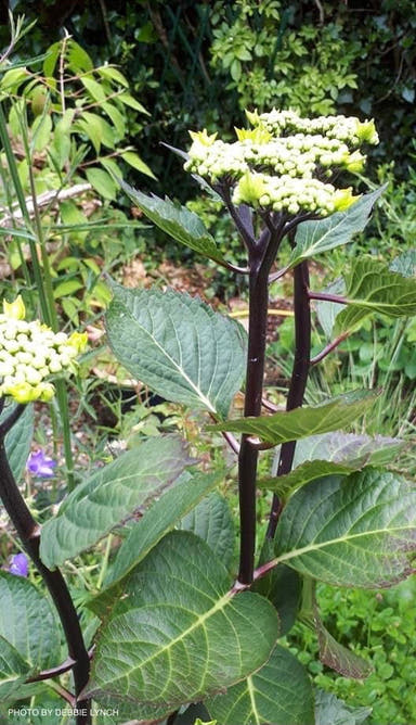 - Hydrangea macrophylla ‘Zorro’ Black Stem Hydrangea - Mr Maple │ Buy Japanese Maple Trees