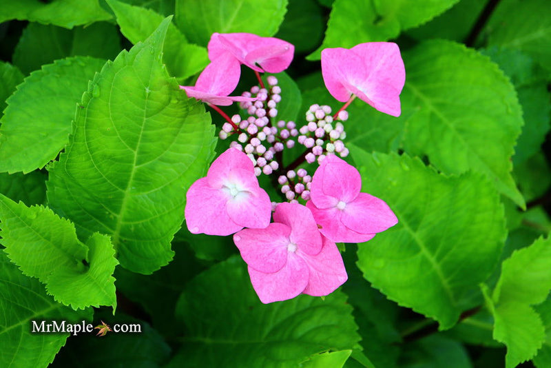 - Hydrangea macrophylla ‘Zorro’ Black Stem Hydrangea - Mr Maple │ Buy Japanese Maple Trees