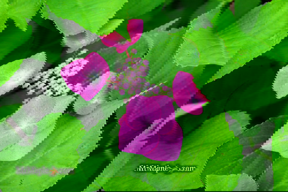 Hydrangea4936　0705 Hydrangea Macrophylla Miss Hepburn – Hydrangeas Plus