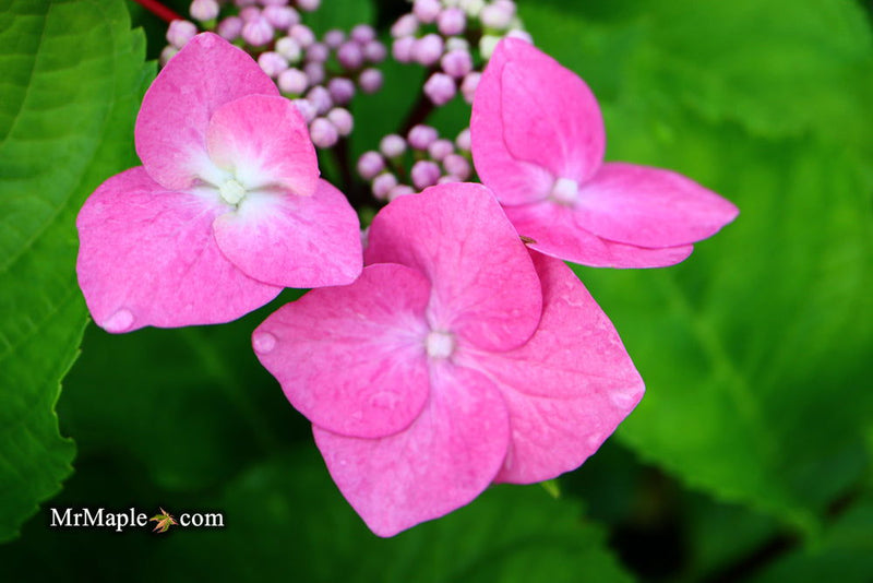 - Hydrangea macrophylla ‘Zorro’ Black Stem Hydrangea - Mr Maple │ Buy Japanese Maple Trees