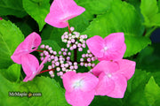 - Hydrangea macrophylla ‘Zorro’ Black Stem Hydrangea - Mr Maple │ Buy Japanese Maple Trees
