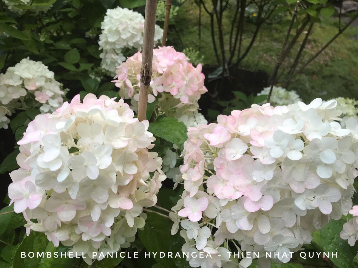 Bomshell Tree Buy Hydrangea paniculata 'Bombshell' Hydrangea — Mr Maple │ Buy ...