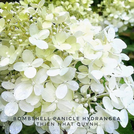 - Hydrangea paniculata 'Bombshell' White Panicle Hydrangea - Mr Maple │ Buy Japanese Maple Trees